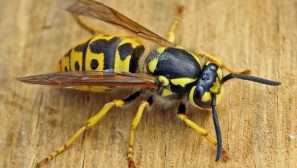 Koľko osí žije v hniezde, foto